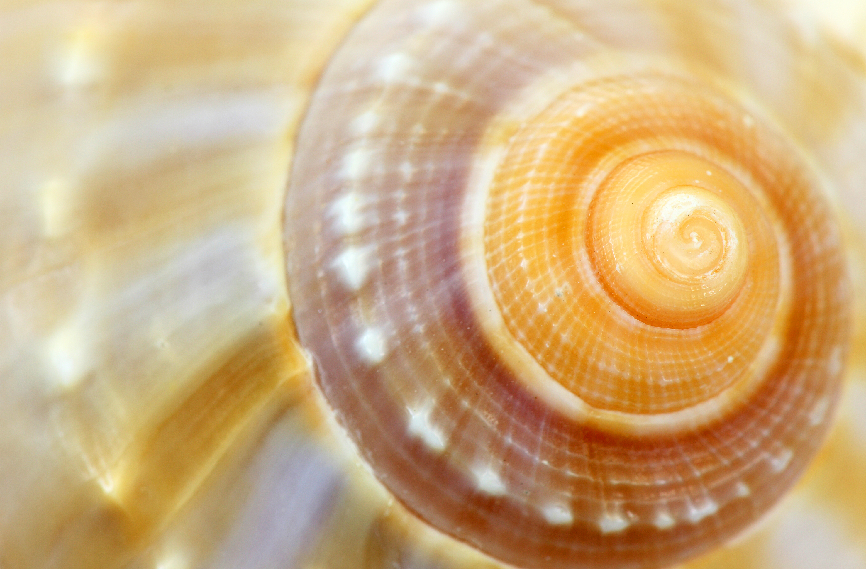 spiral design of a shell like spiral design of instructional design | The Case for Just One Architect: Why Program Coherence Improves Student Learning | Carnegie Learning